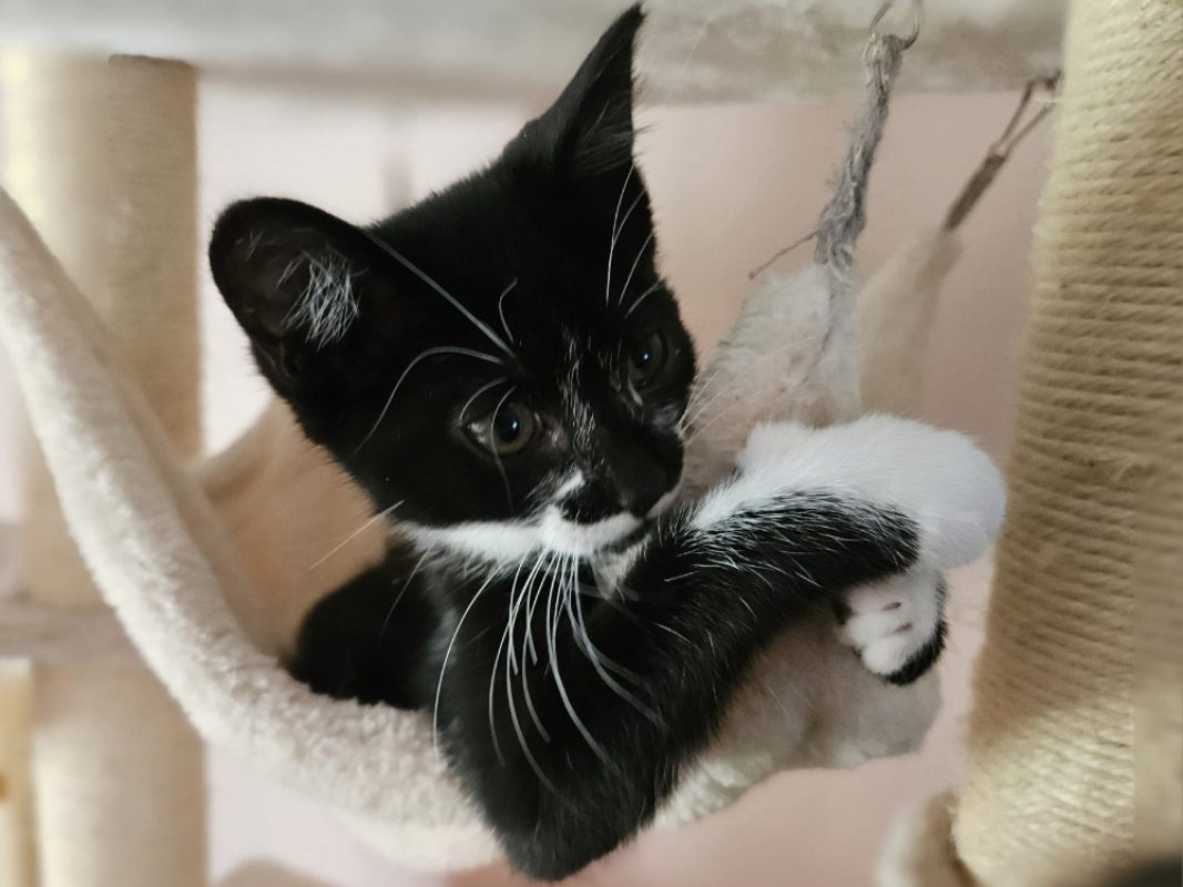 Ouma - Chat Européen à adopter - photo 2