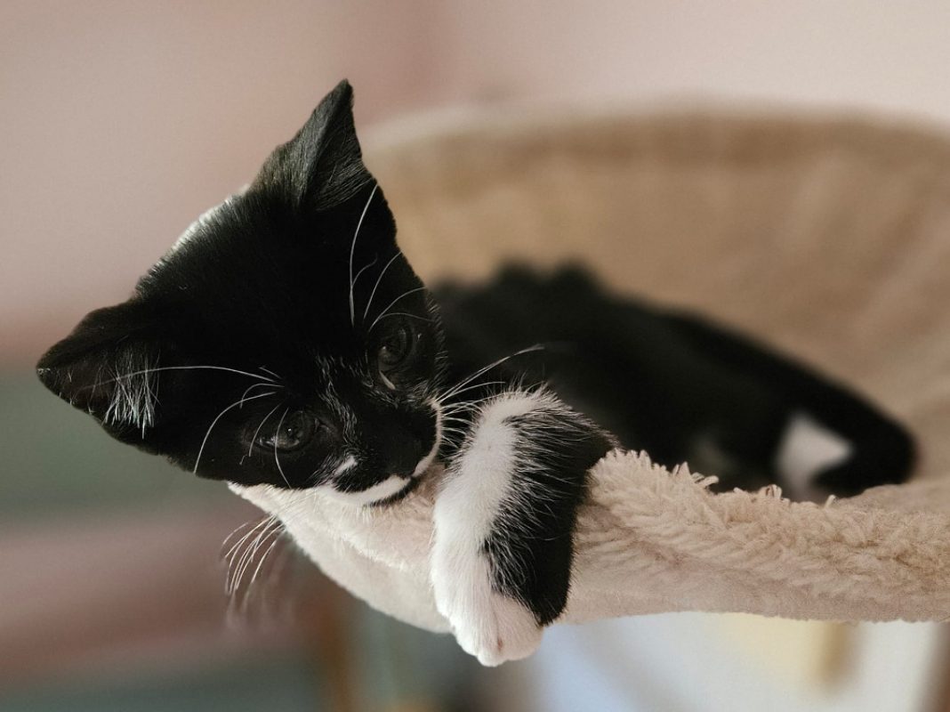 Ouma - Chat Européen à adopter - photo 3