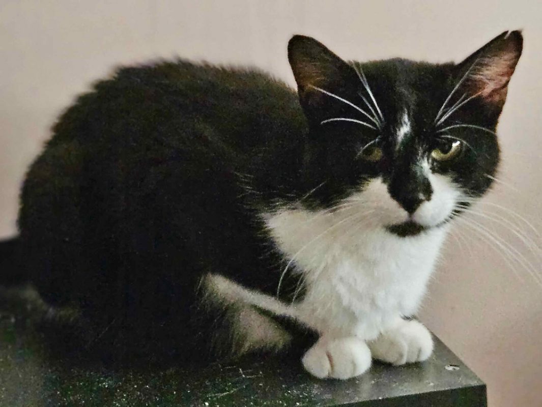 Opera - Chat Européen à adopter