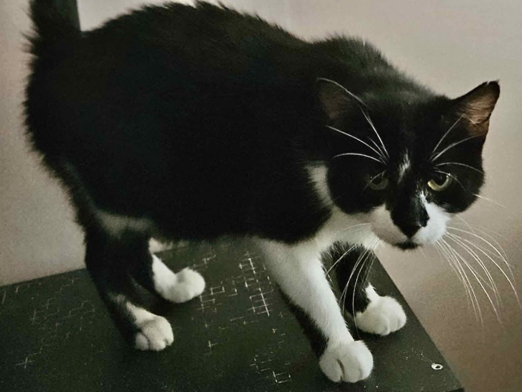 Opera - Chat Européen à adopter - photo 2