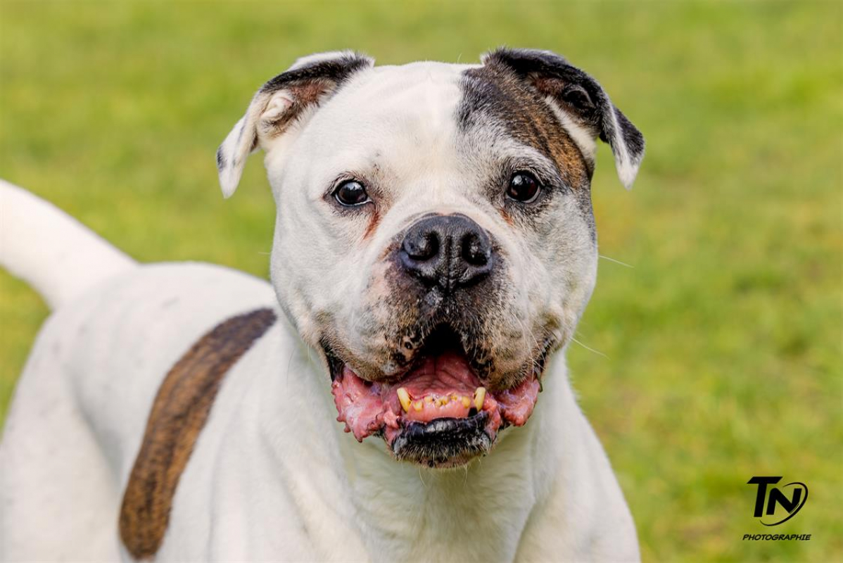 Photo #1 de RamsÈs oaa 19780