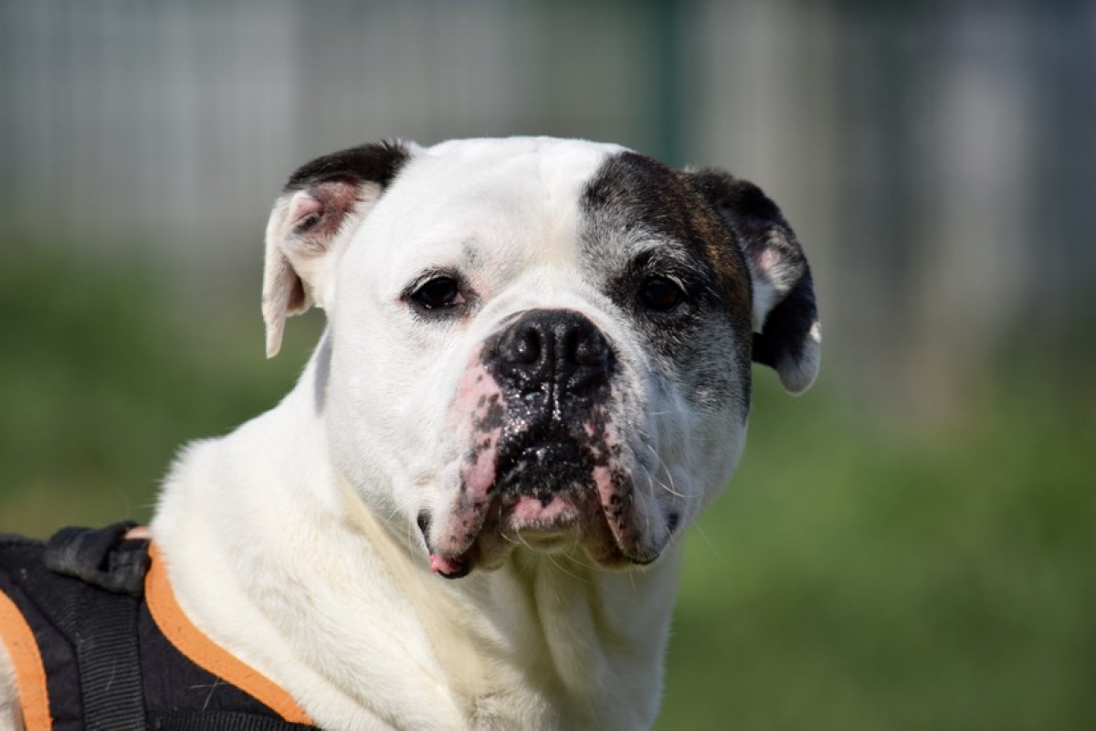 Photo #2 de RamsÈs oaa 19780