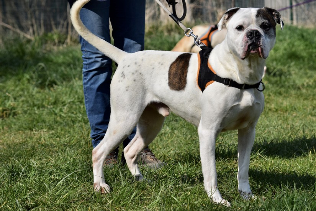 Photo #3 de RamsÈs oaa 19780