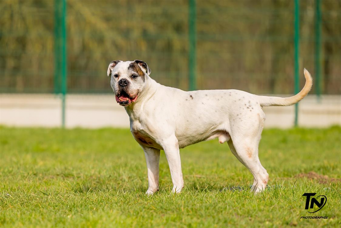 Photo #6 de RamsÈs oaa 19780