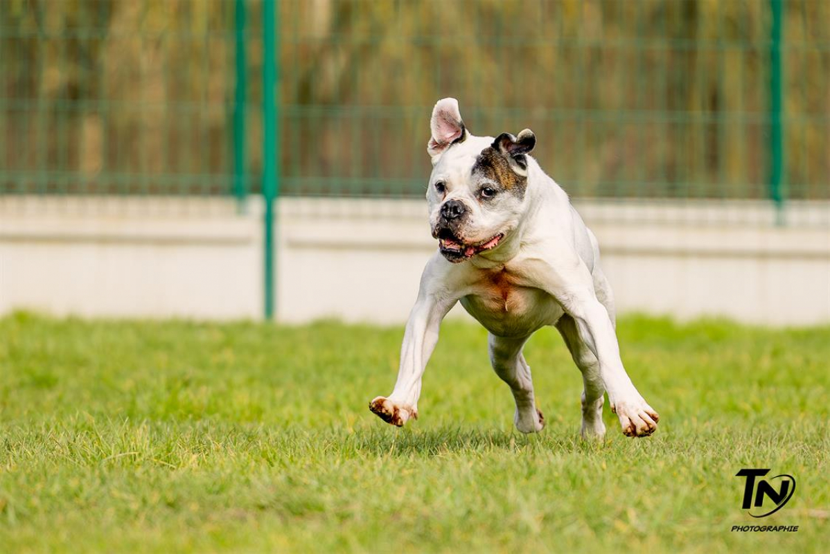 Photo #7 de RamsÈs oaa 19780