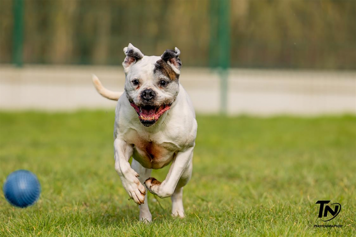 Photo #8 de RamsÈs oaa 19780