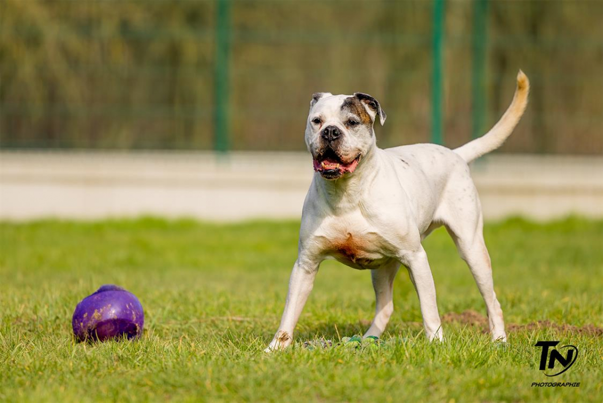 Photo #9 de RamsÈs oaa 19780