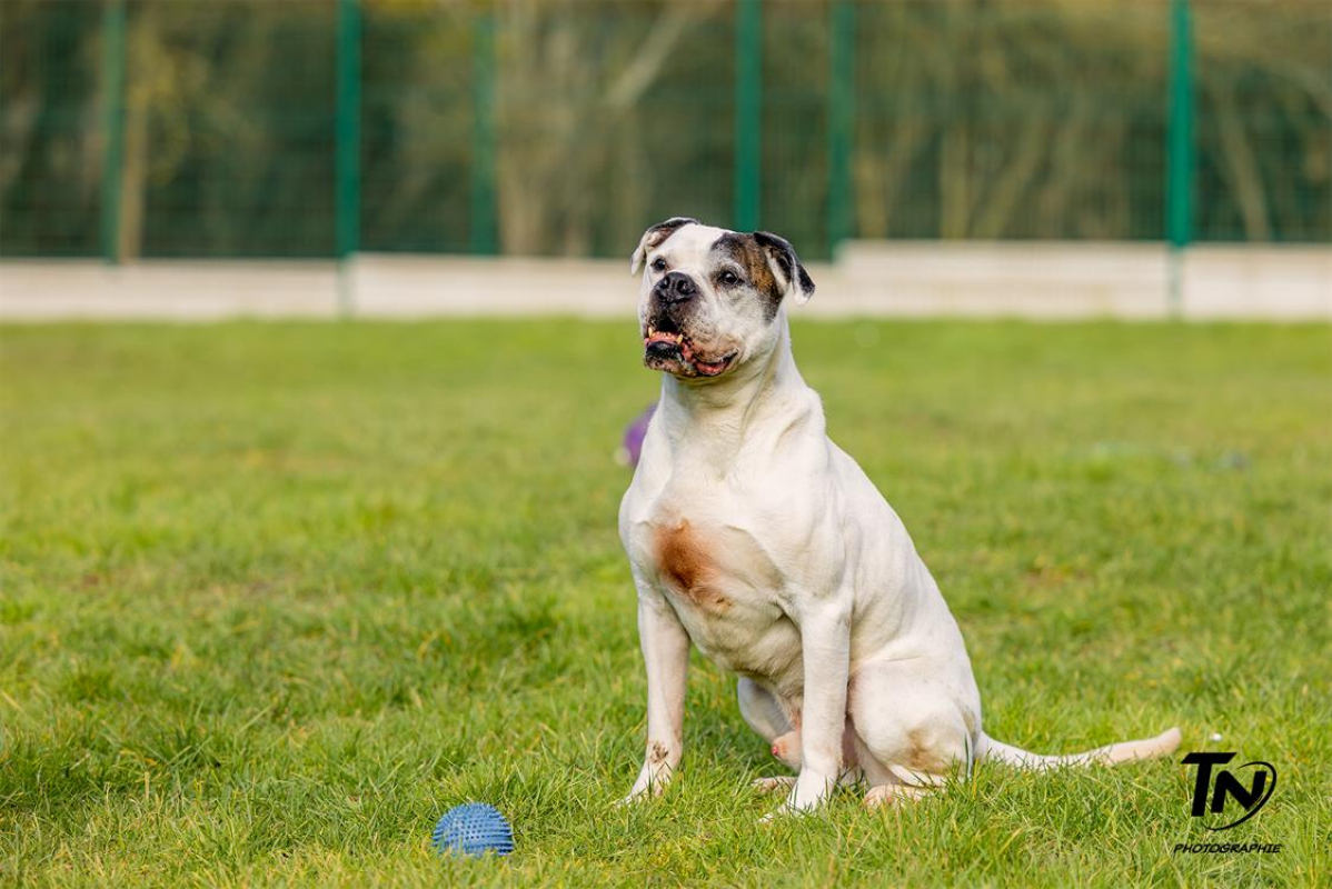 Photo #10 de RamsÈs oaa 19780