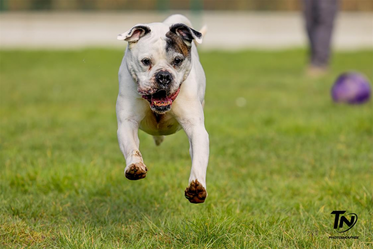 Photo #11 de RamsÈs oaa 19780