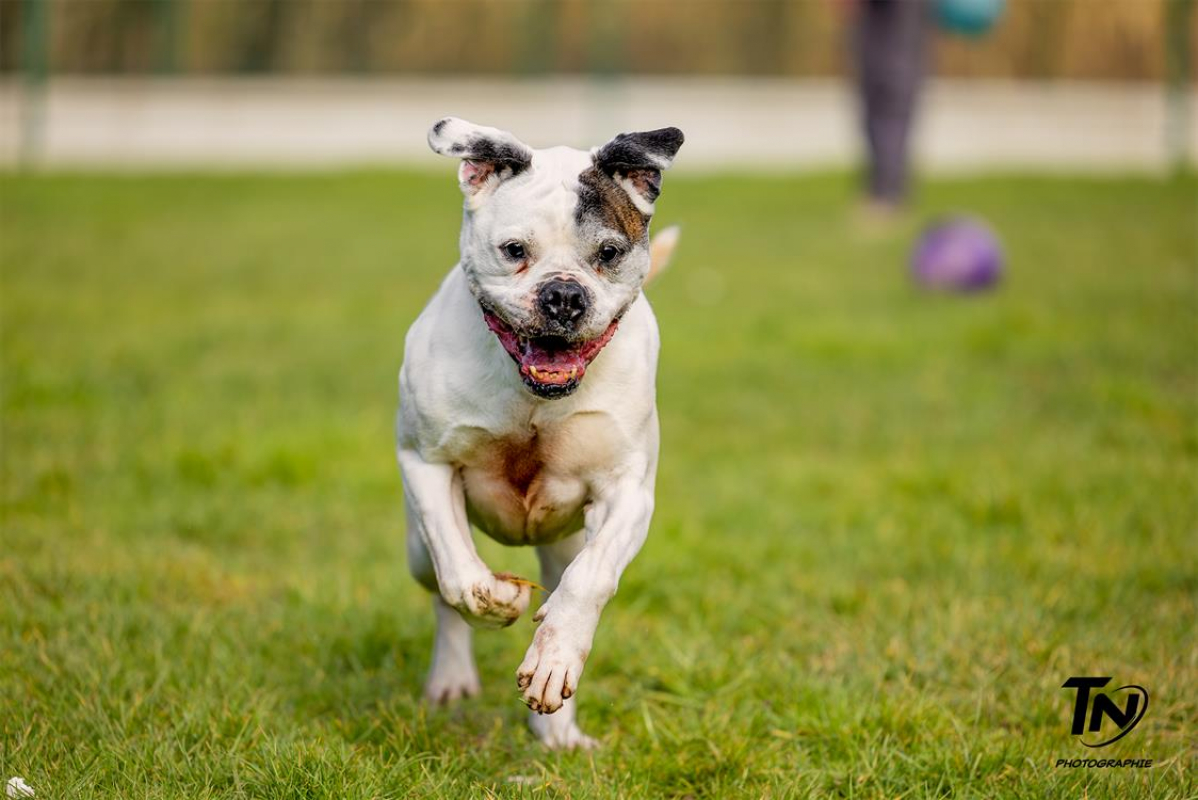 Photo #12 de RamsÈs oaa 19780