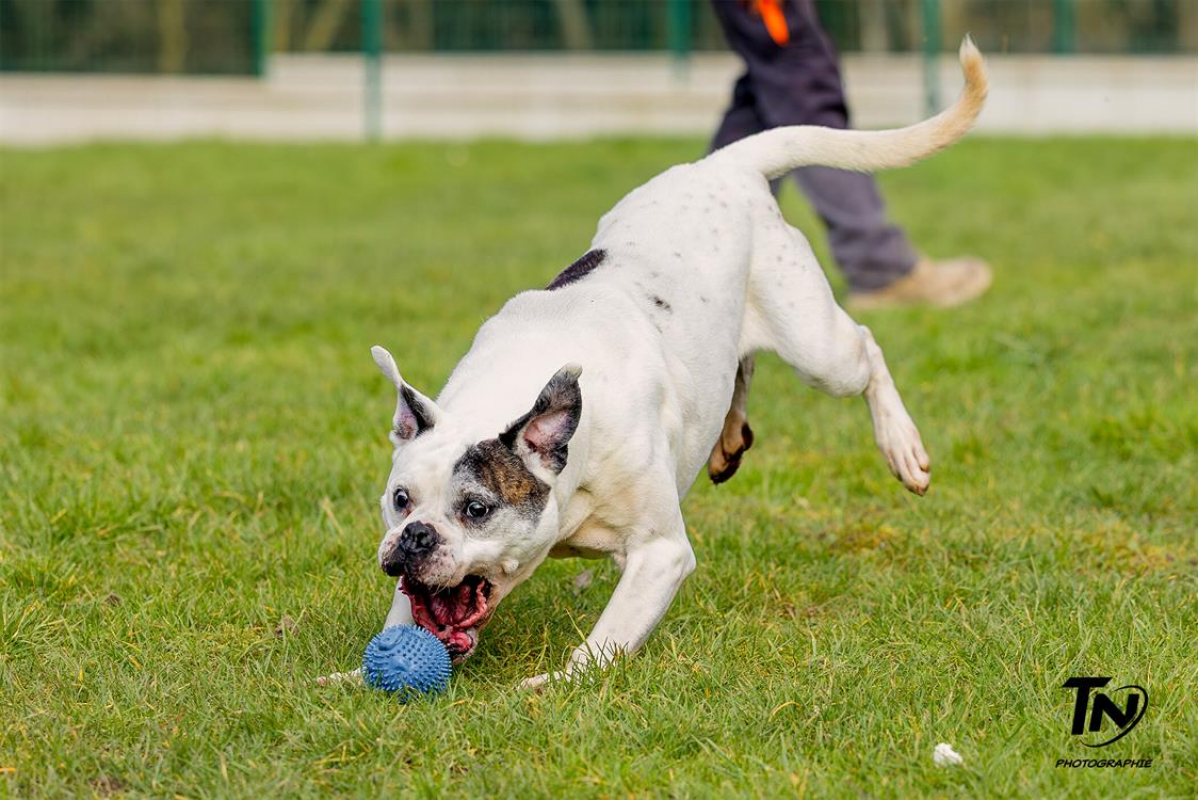 Photo #13 de RamsÈs oaa 19780