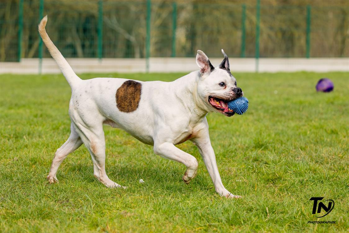 Photo #14 de RamsÈs oaa 19780