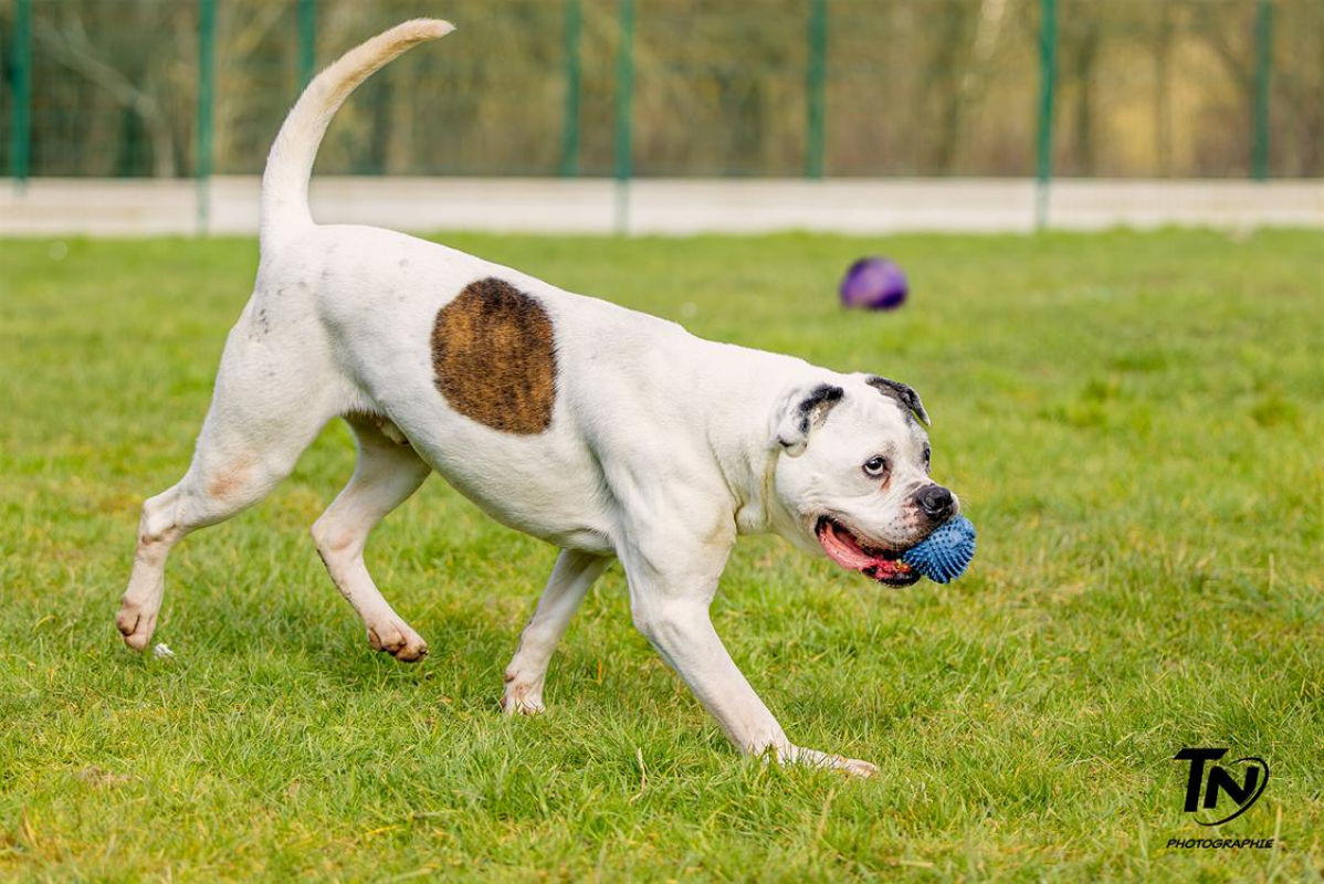 Photo #15 de RamsÈs oaa 19780