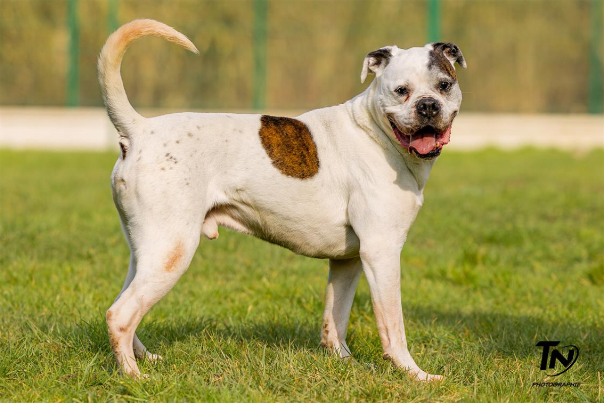 Photo #16 de RamsÈs oaa 19780