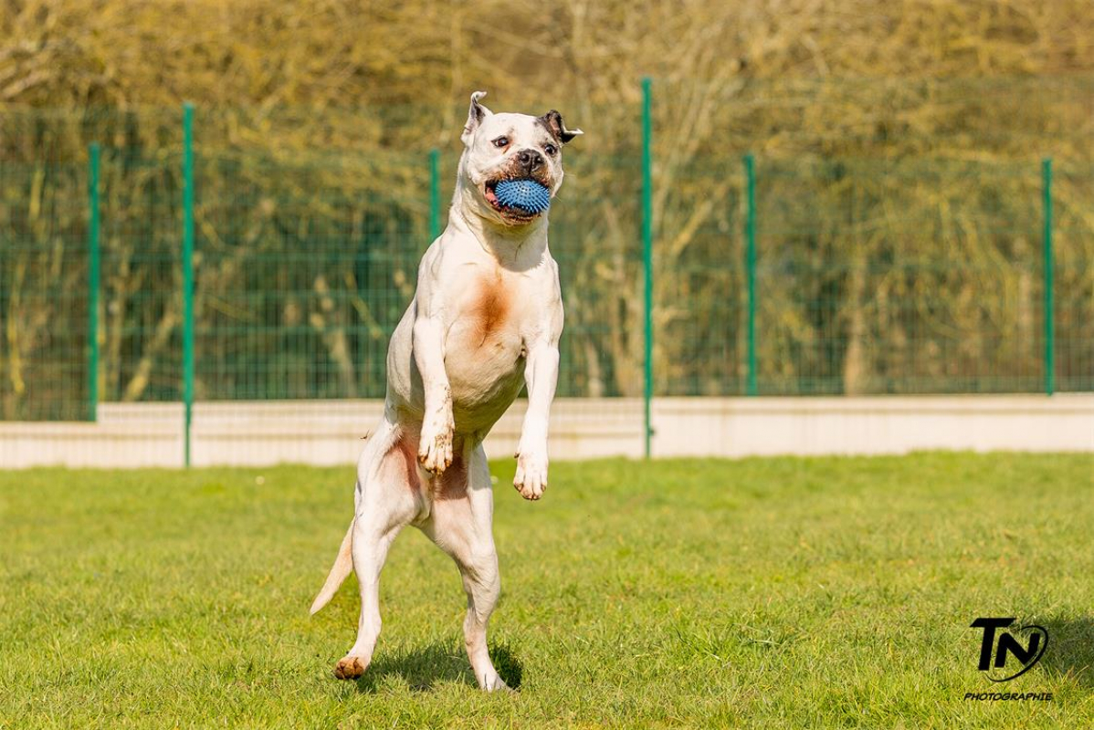 Photo #17 de RamsÈs oaa 19780