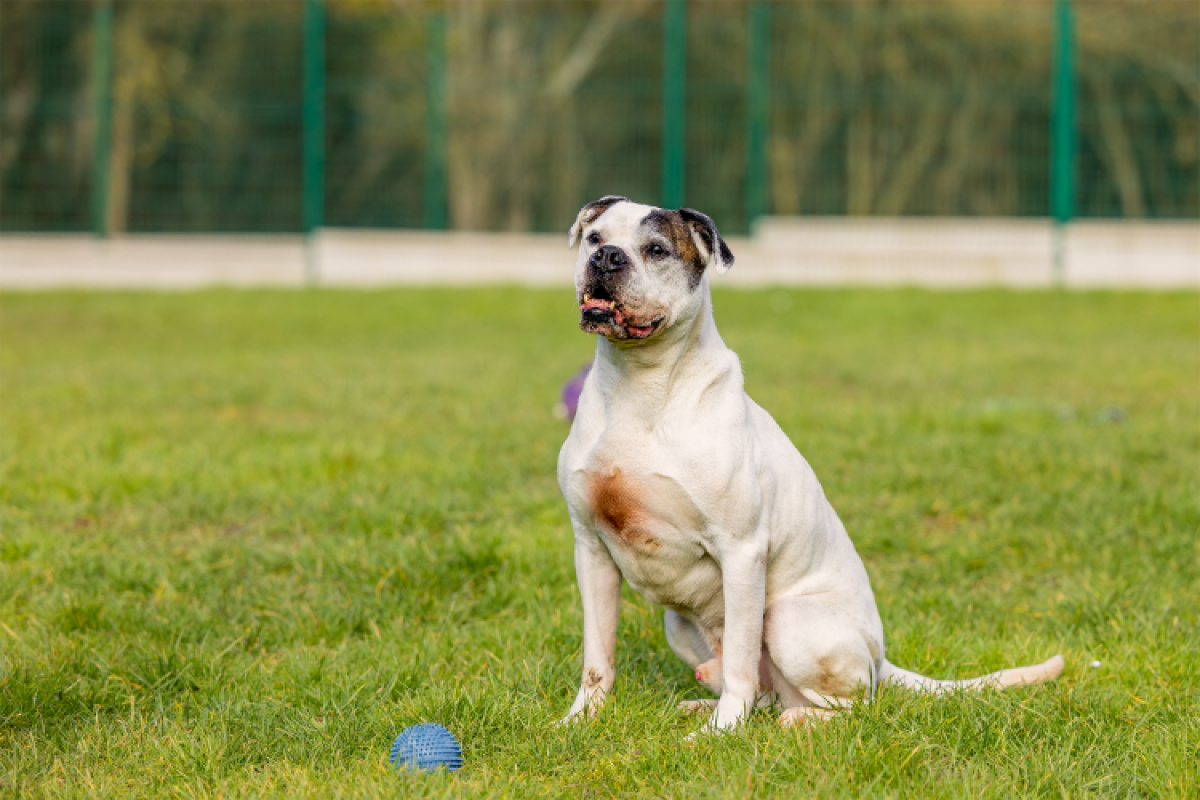 Photo #1 de RamsÈs oaa