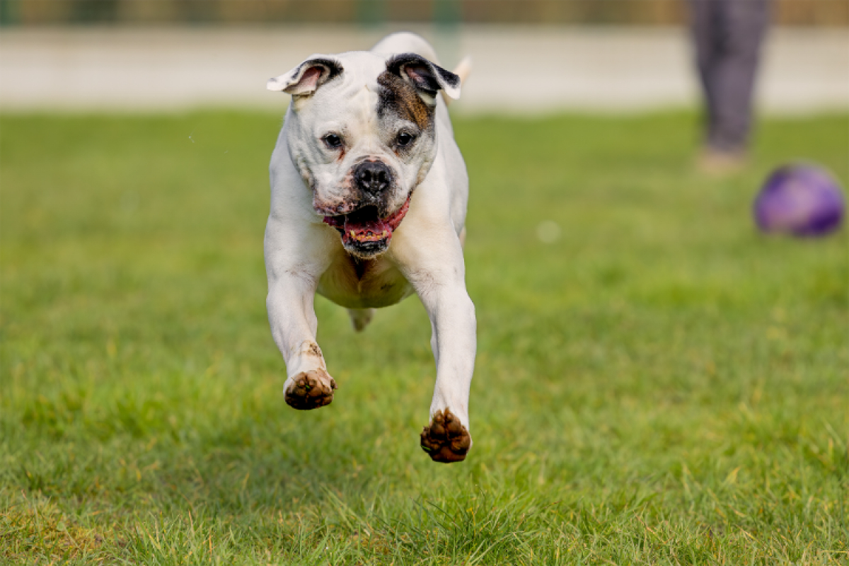 Photo #5 de RamsÈs oaa