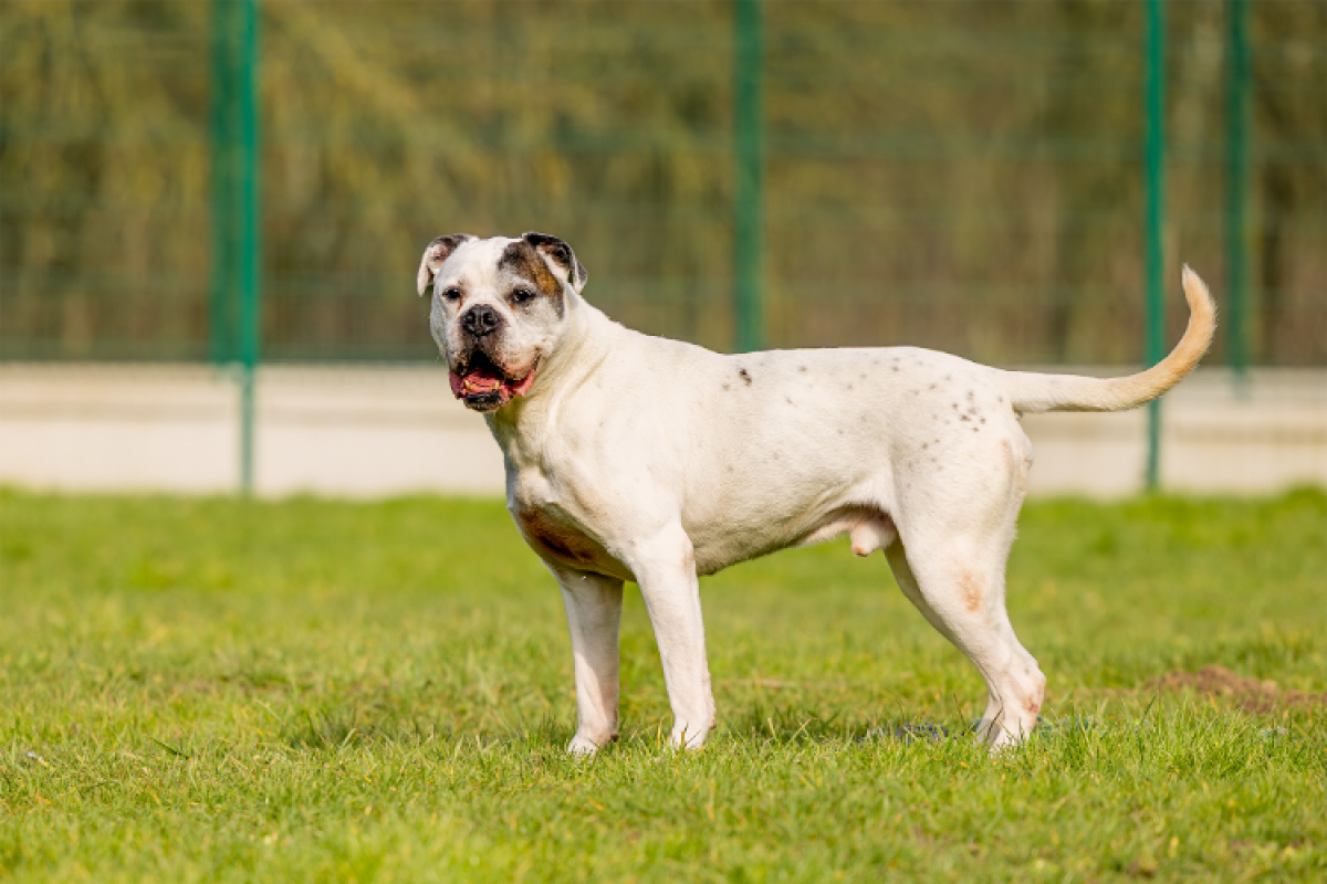 Photo #8 de RamsÈs oaa