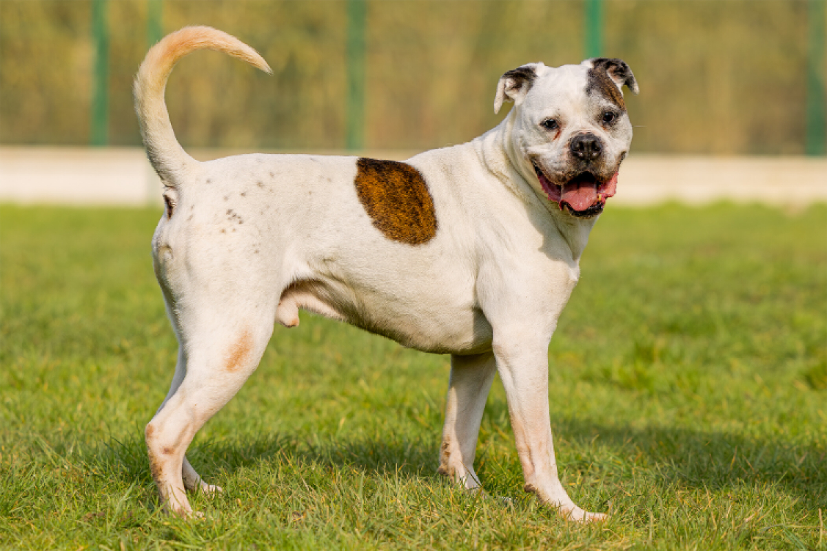 Photo #2 de RamsÈs oaa