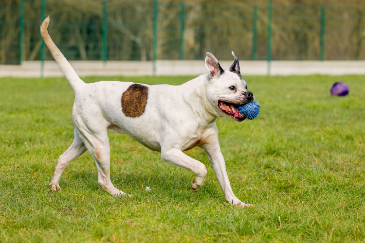 Photo #3 de RamsÈs oaa