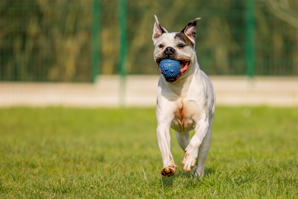 Photo #4 de RamsÈs oaa