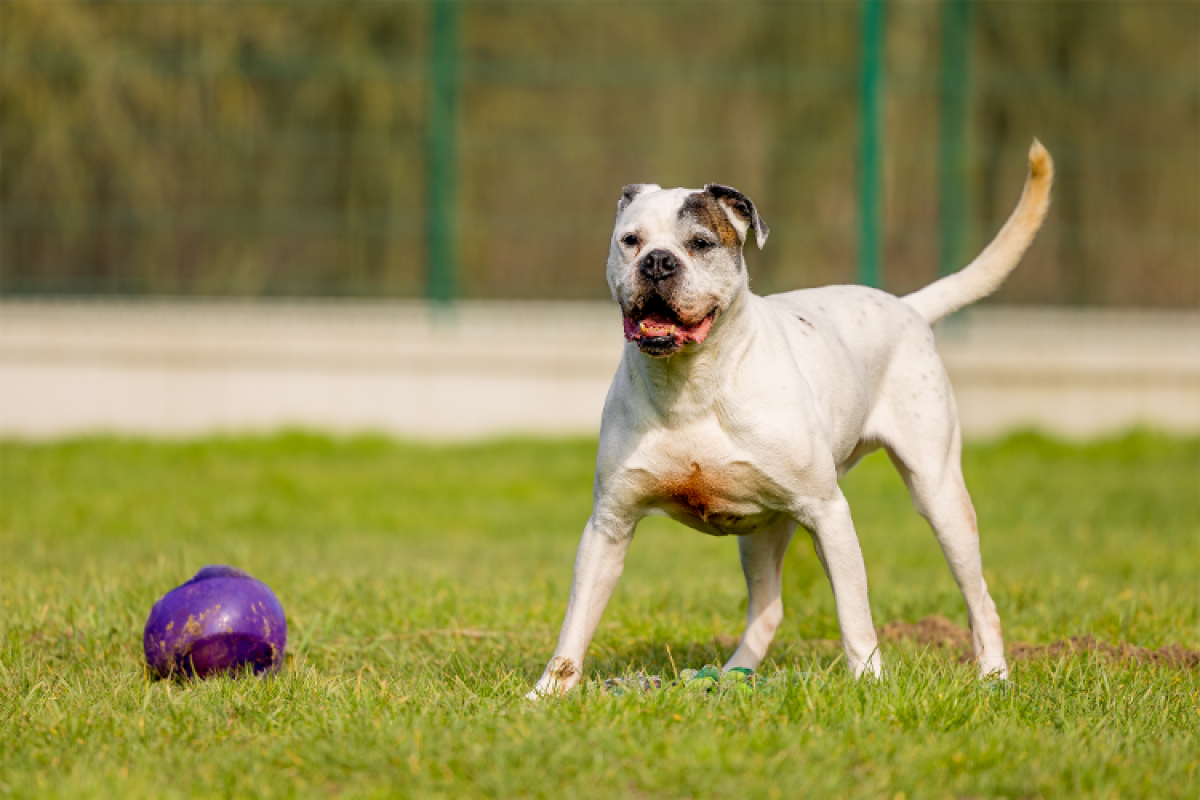 Photo #7 de RamsÈs oaa