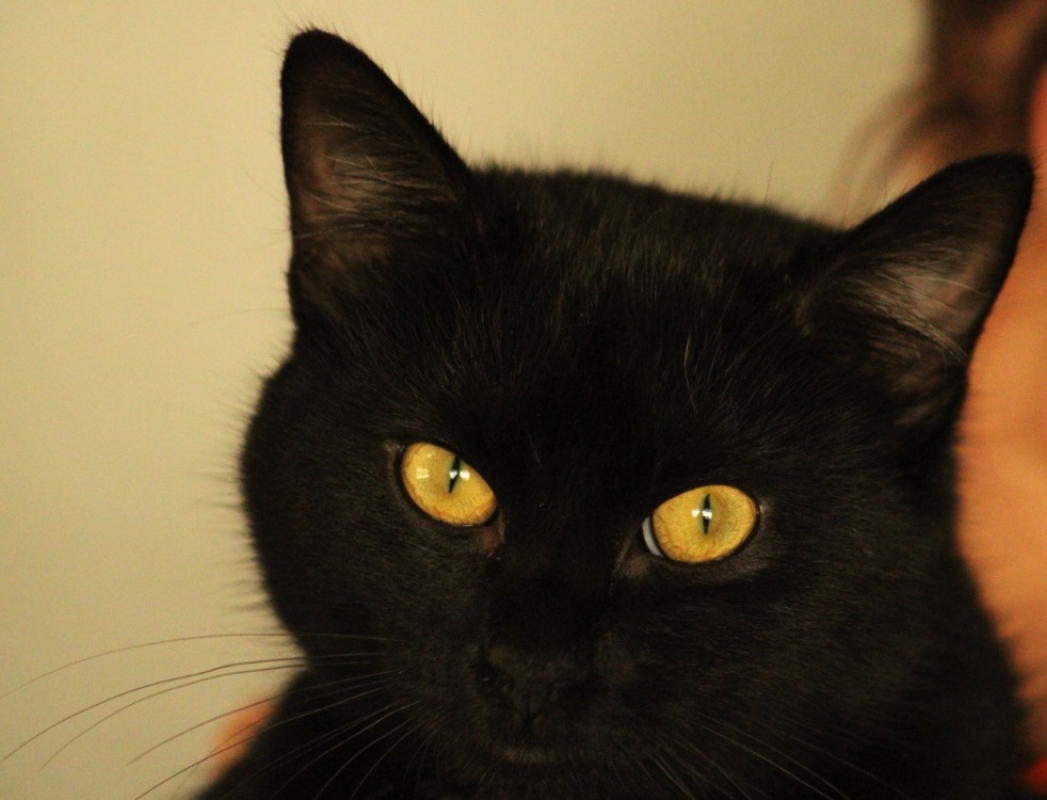 Photo #1 de Bellatrix