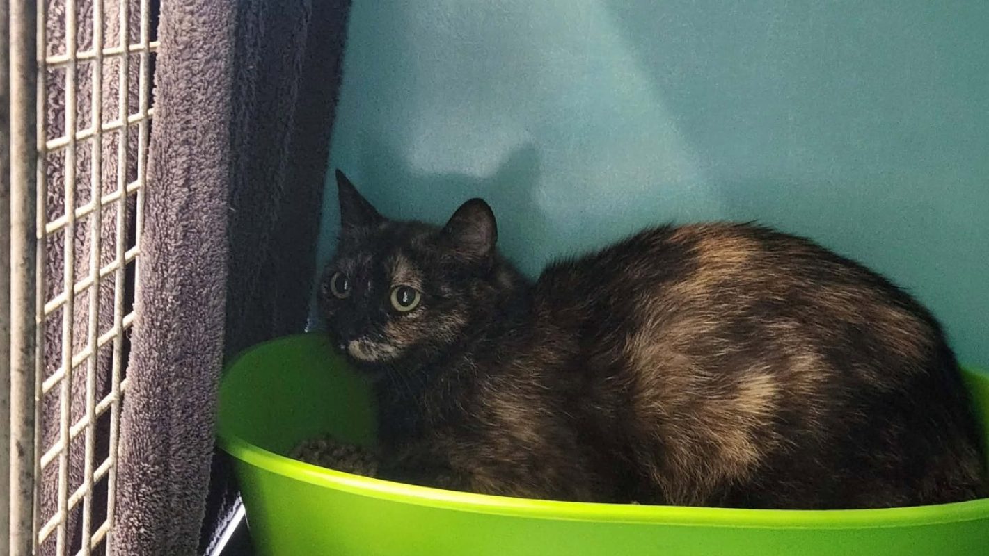 Fontina - Chat Européen à adopter