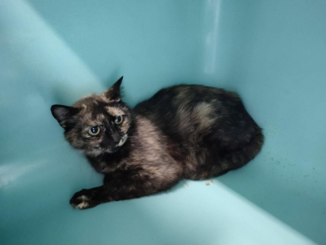 Fontina - Chat Européen à adopter - photo 2
