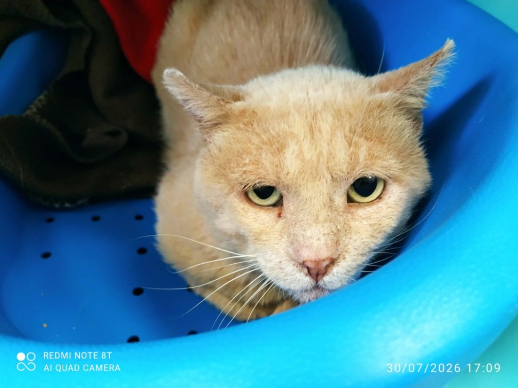 Cesar - Chat Européen à adopter