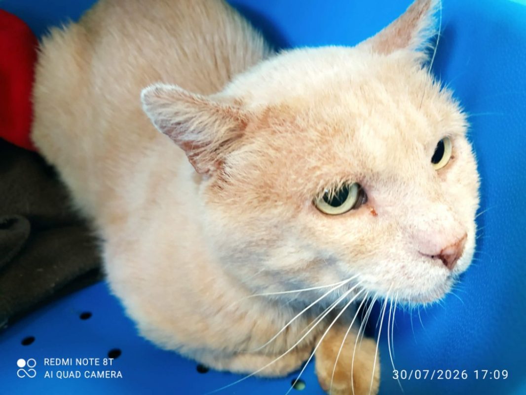 Cesar - Chat Européen à adopter - photo 2