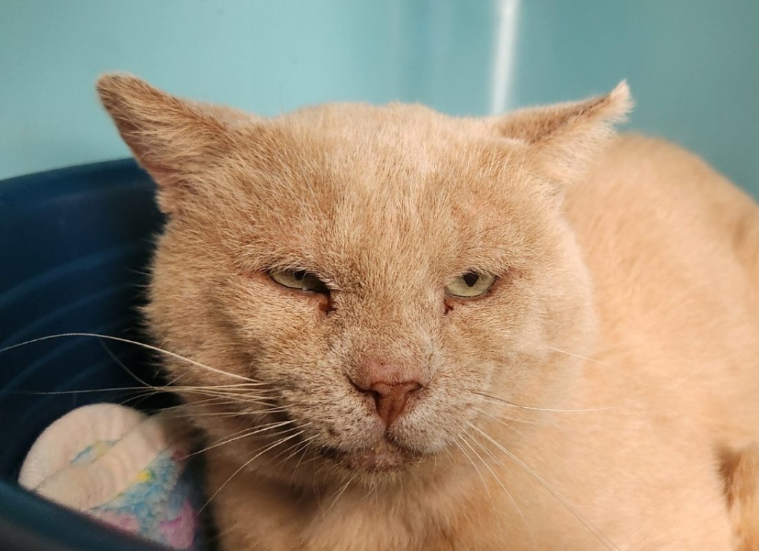 Cesar - Chat Européen à adopter