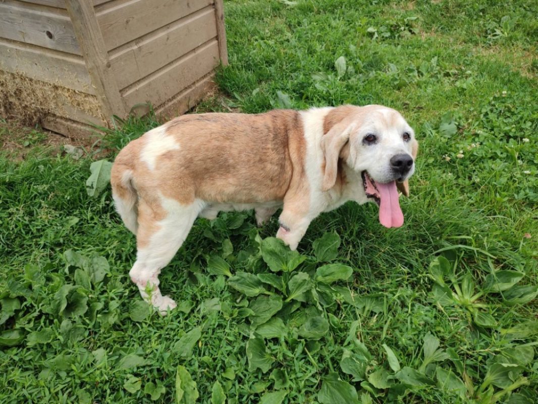 Gerard - Chien Beagle à adopter