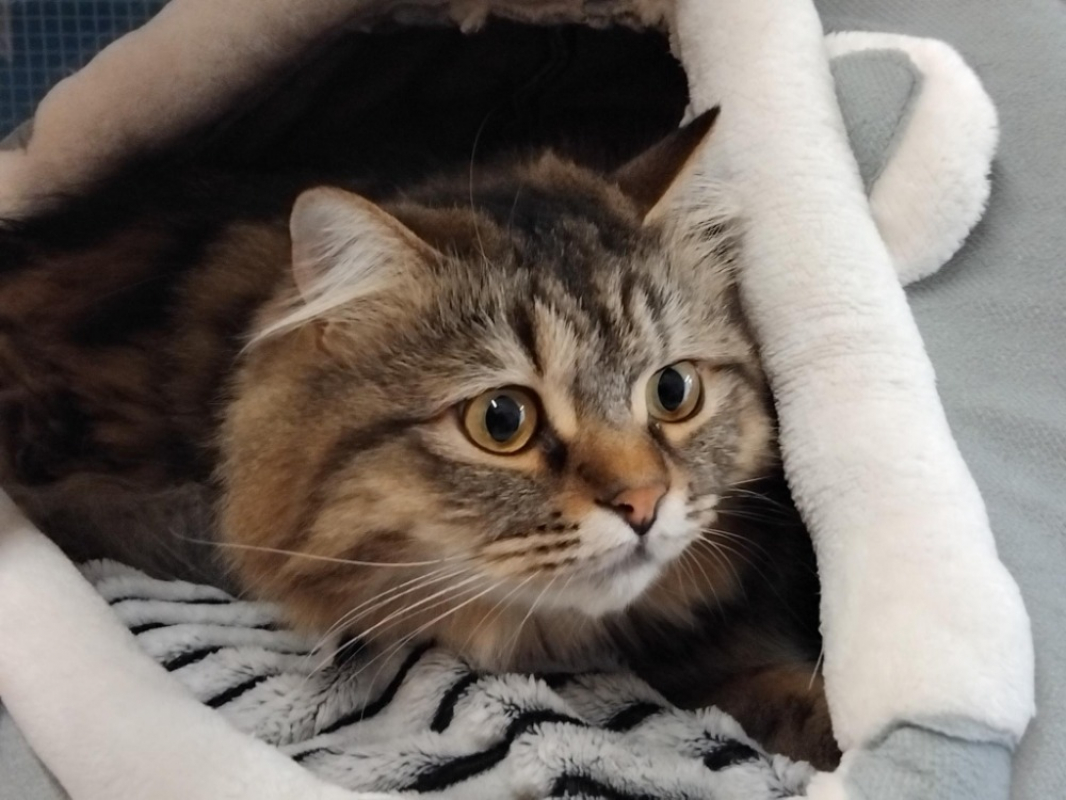 Photo de Tigrou