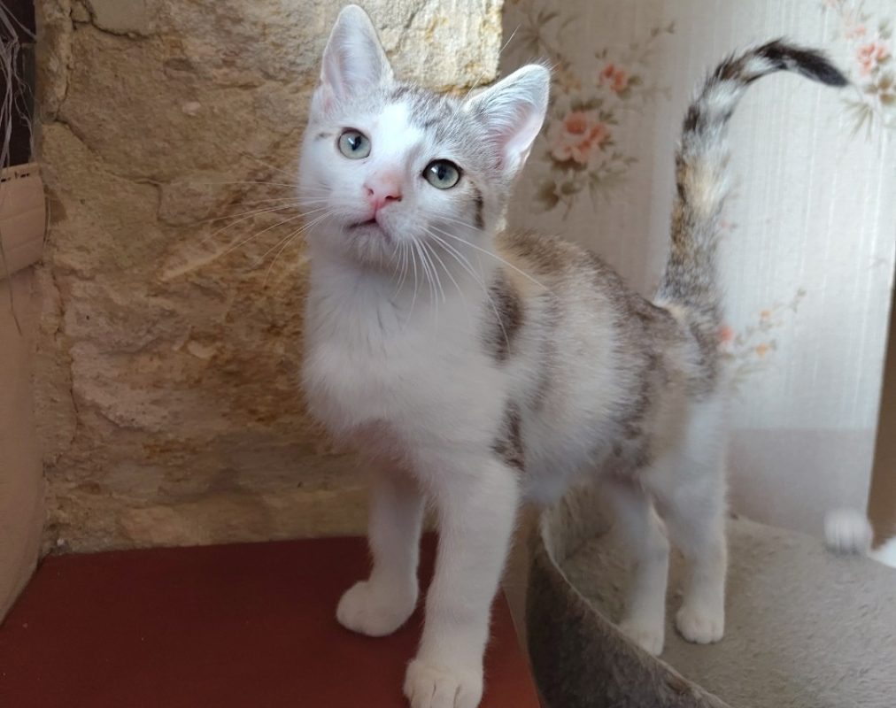 Candy - Chat Européen à adopter