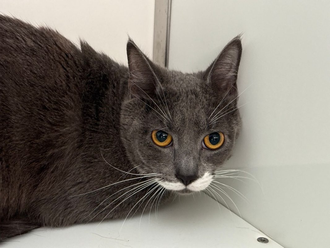 Albius - Chat Européen à adopter