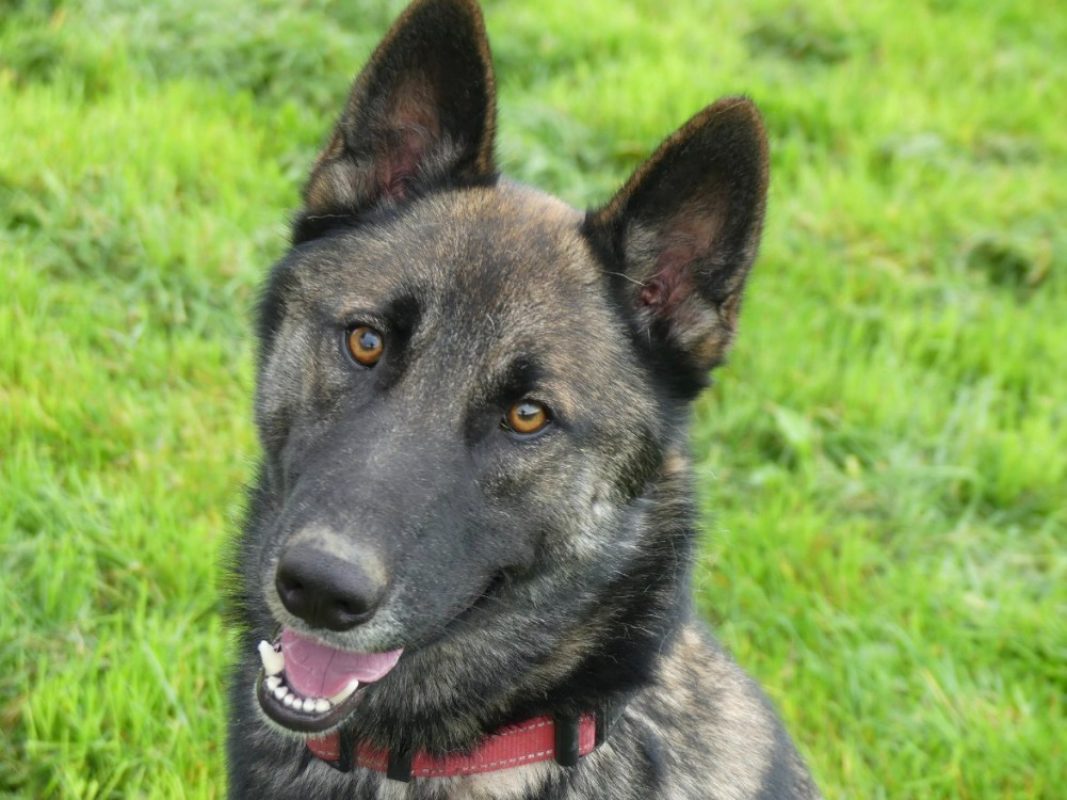 Rex - Chien Berger Belge Malinois à adopter