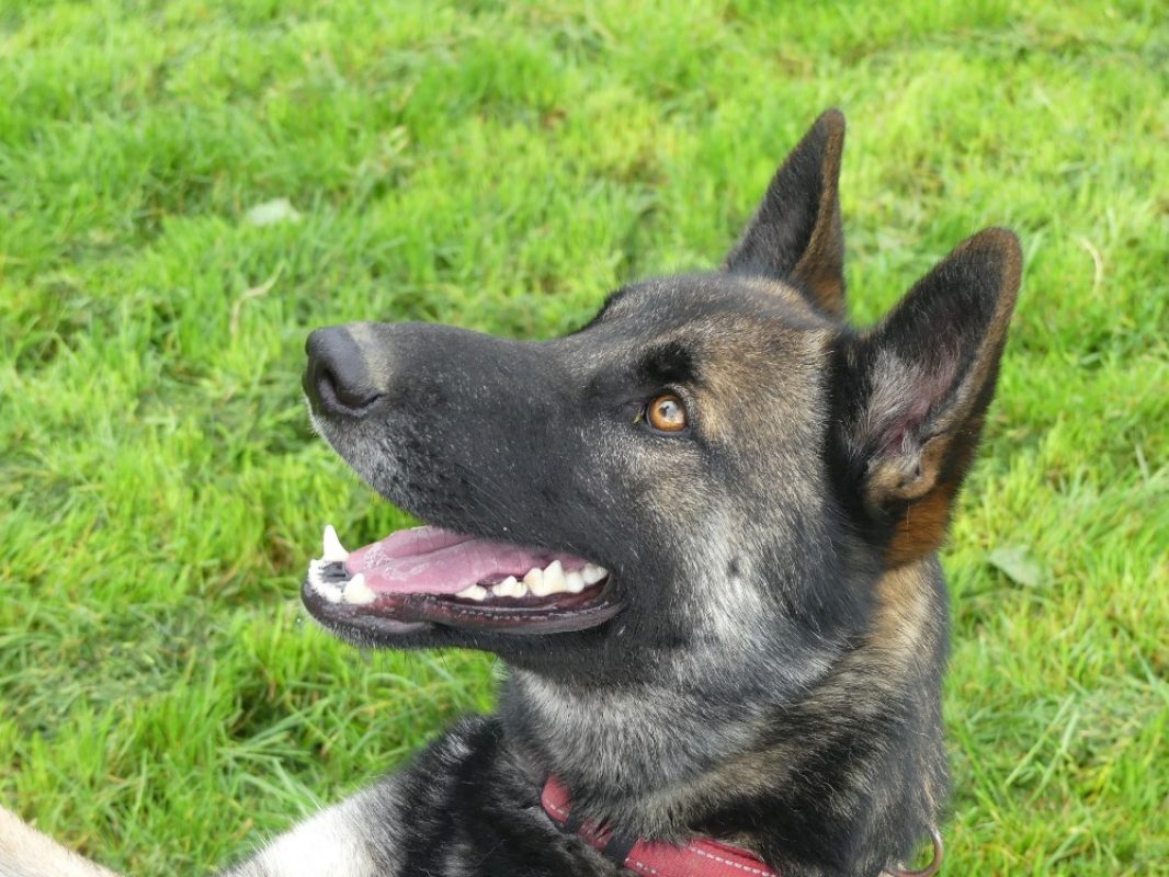Rex - Chien Berger Belge Malinois à adopter - photo 2