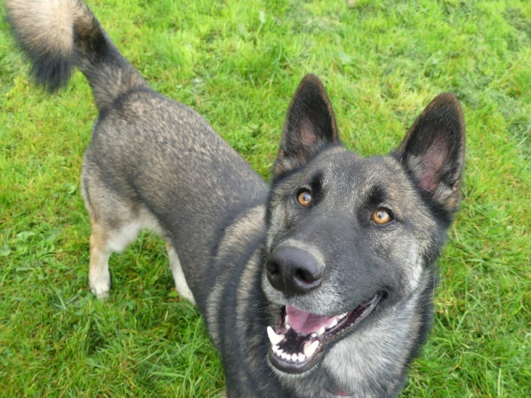 Rex - Chien Berger Belge Malinois à adopter - photo 3