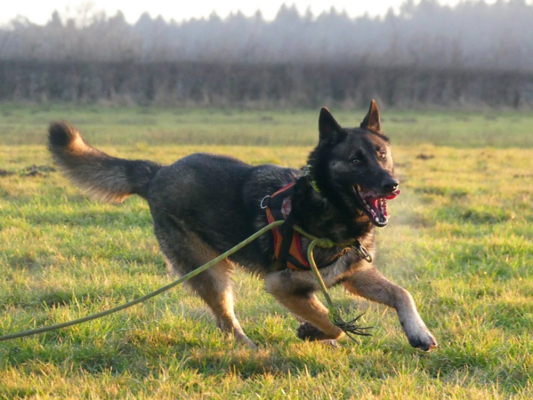 Rex - Chien Berger Belge Malinois à adopter - photo 4