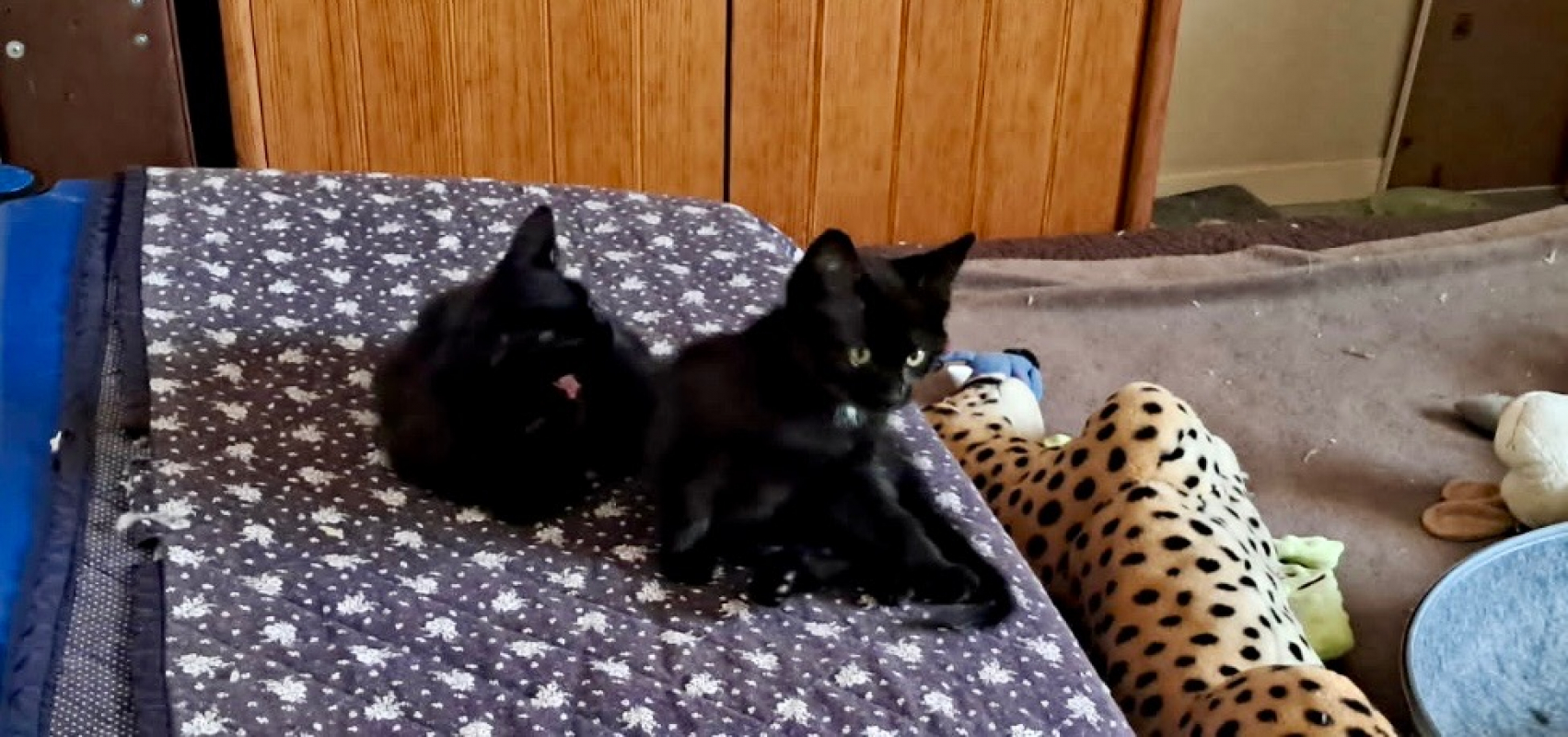 Photo de Pixel