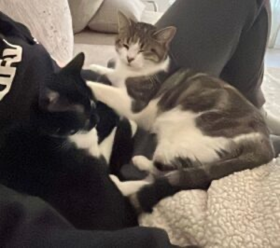 Photo de Ortie et leucate