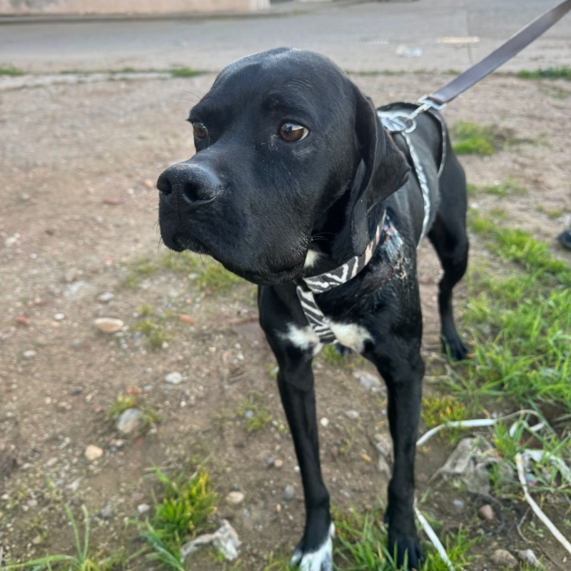 Photo de Kobe