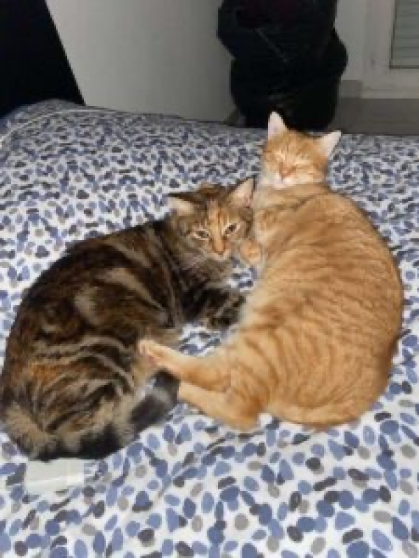 Photo #1 de NALA & CARAMEL