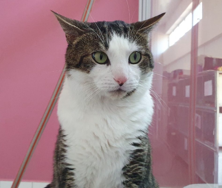 Lotte - Chat Européen à adopter