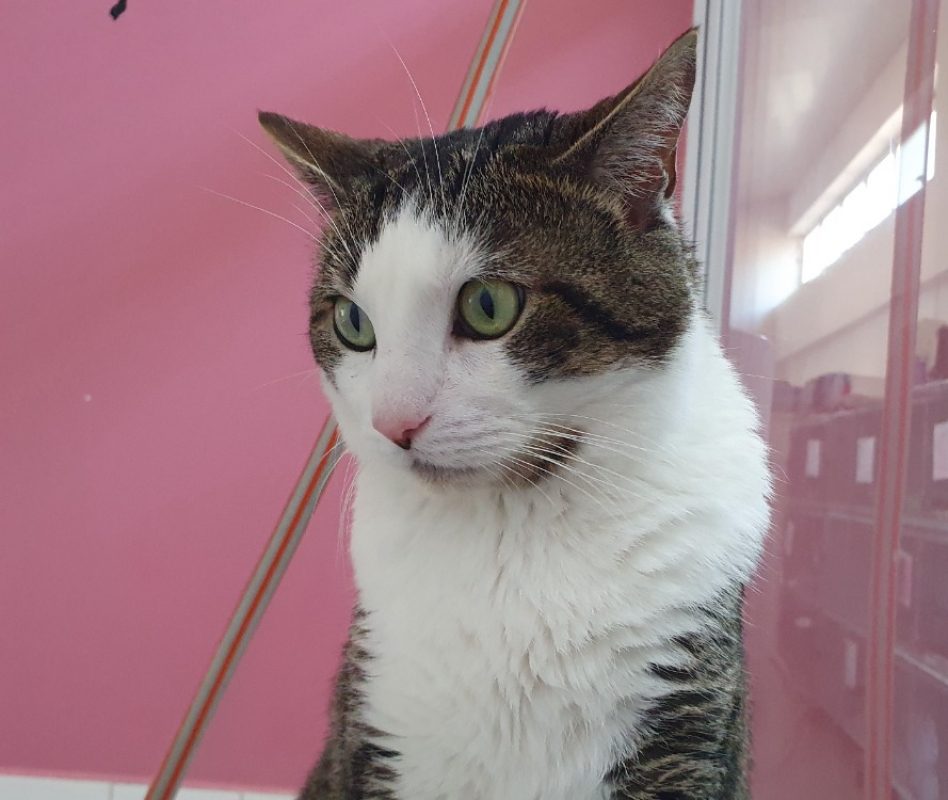 Lotte - Chat Européen à adopter - photo 2