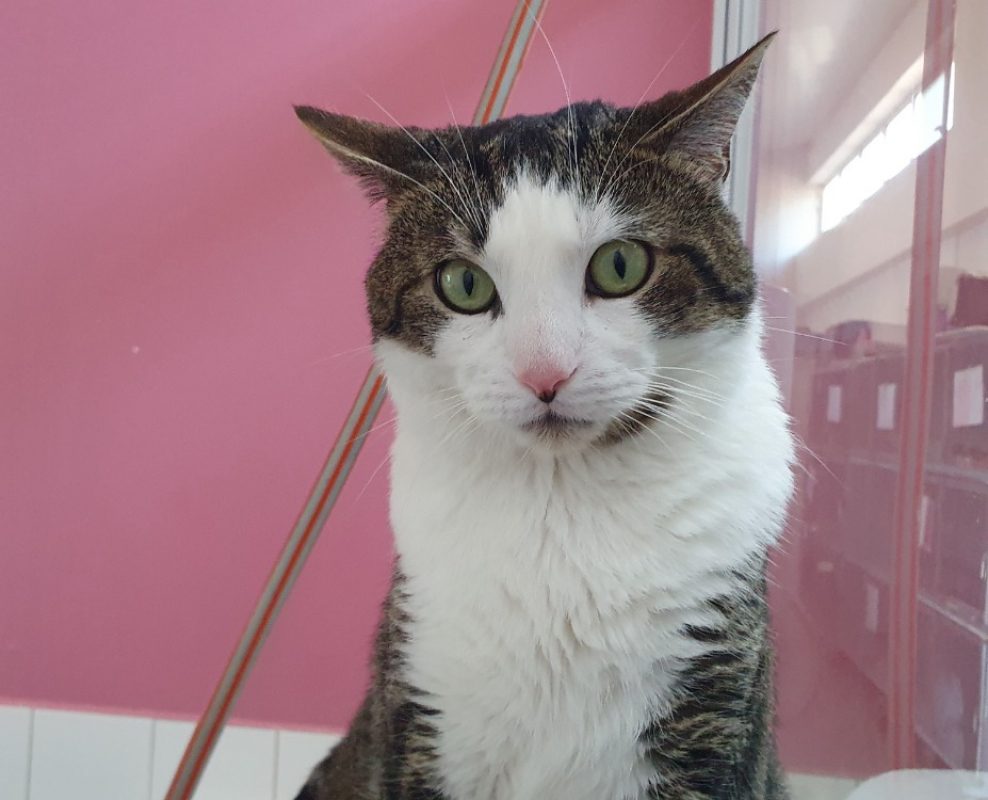 Lotte - Chat Européen à adopter - photo 3