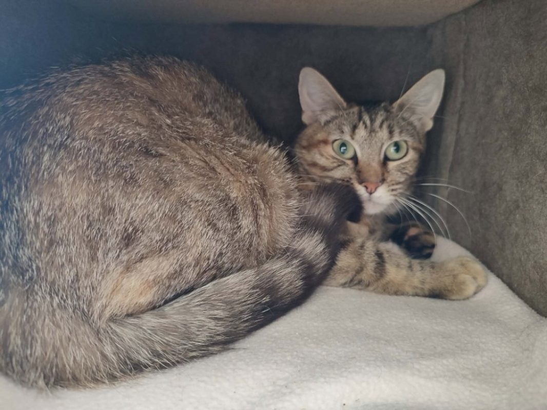 Lambada - Chat Européen à adopter