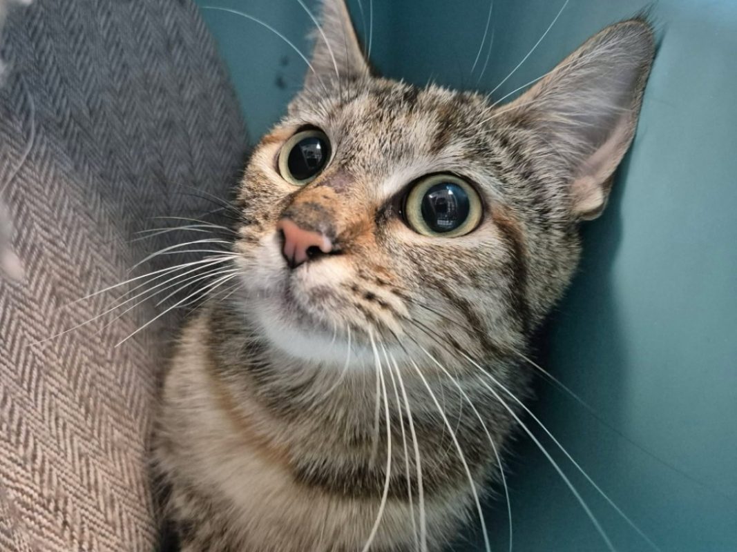 Lambada - Chat Européen à adopter - photo 2