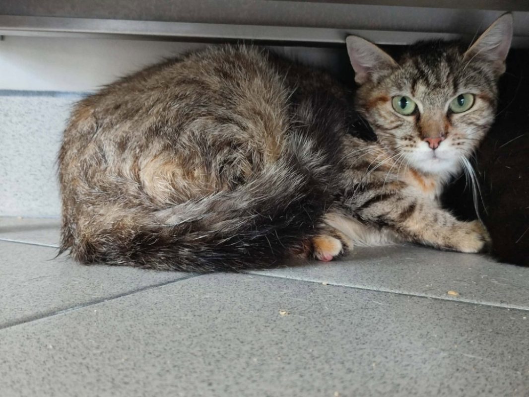 Lambada - Chat Européen à adopter - photo 3